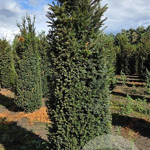Taxus baccata 200-225 cm draadkluit