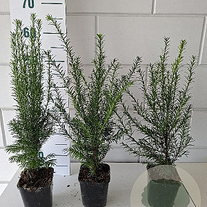 Taxus baccata 40-50 cm P11