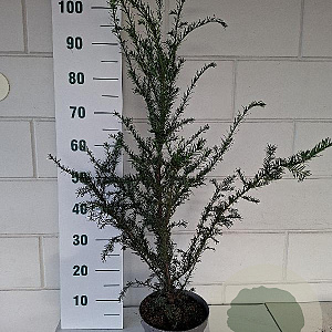 Taxus baccata 60-80 cm 3,5L