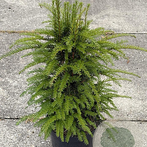 Taxus baccata 60-80 cm 5,0L