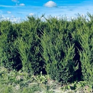 Taxus media 'Hillii' 150-175 cm draadkluit