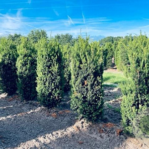 Taxus media 'Hillii' 150-175 cm draadkluit