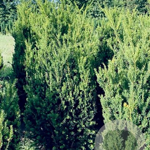 Taxus media 'Hillii' 150-175 cm draadkluit