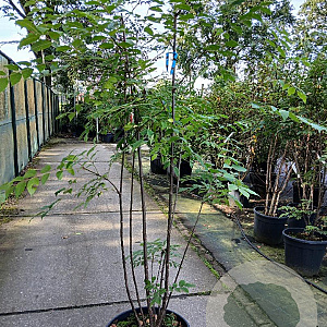Tetradium daniellii 175-200 cm 20L