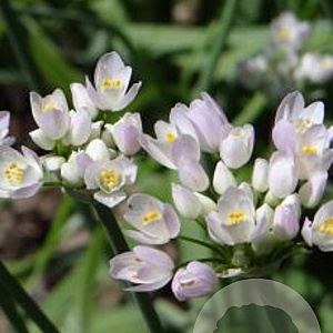Thymus herba-barona 'Lemon Scented' GM P9