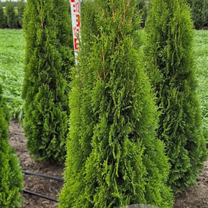 Thuja occ. 'Smaragd' 150-175 cm met kluit