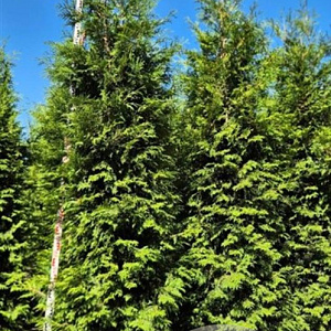 Thuja pl. 'Excelsa' 300-325 cm draadkluit extra