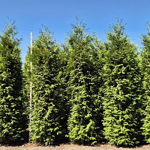 Thuja pl. 'Excelsa' 300-325 cm draadkluit extra