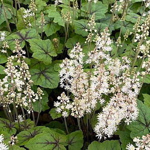 Tiarella c. 'Brandywine' GM P9