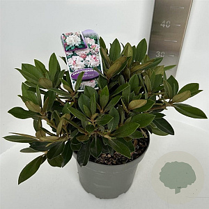 Rhododendron (Y) 'Dreamland' 30-40 cm 5,0L