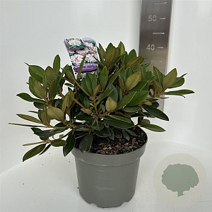 Rhododendron (Y) 'Dreamland' 30-40 cm 5,0L