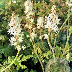 Tiarella 'Emerald Ellie' GM P9