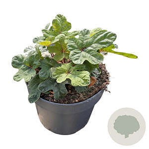 Tiarella 'Spring Symphony' GM 2,0L