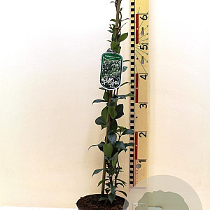 Trachelospermum jasminoides 60-80 cm 2,0L