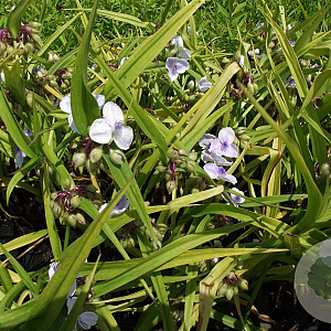 Tradescantia (A) 'J.C. Weguelin' GM P9