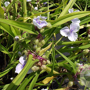 Tradescantia (A) 'J.C. Weguelin' GM P9