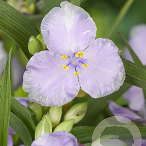 Tradescantia (A) 'J.C. Weguelin' GM P9