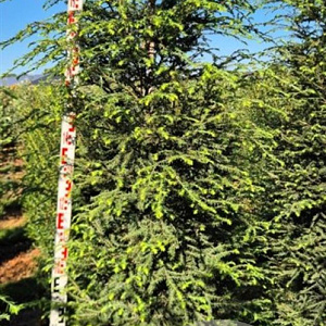 Tsuga canadensis 200-225 cm draadkluit extra