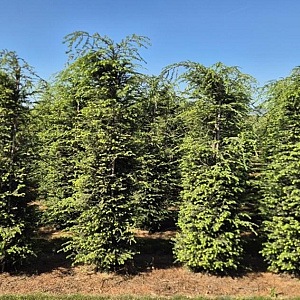 Tsuga canadensis 200-225 cm draadkluit extra