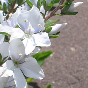 Veronica prostrata 'Alba' GM P9