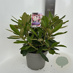Rhododendron (Y) 'Percy Wiseman' 30-40 cm 5,0L