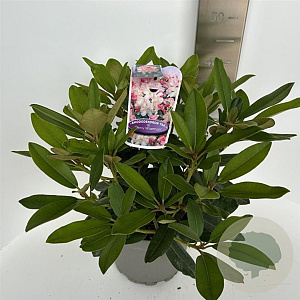 Rhododendron (Y) 'Percy Wiseman' 30-40 cm 5,0L