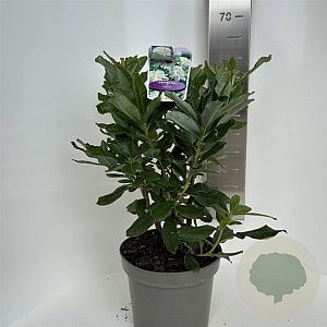 Rhododendron (AK) 'Persil' 40-50 cm 5,0L