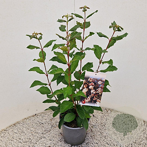 Viburnum farreri 50-55 cm 2,5L
