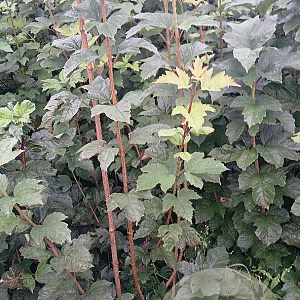 Viburnum opulus 100-125 cm met kluit struik meerstammig