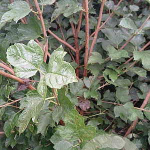 Viburnum opulus 100-125 cm met kluit struik meerstammig
