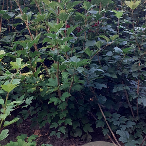 Viburnum opulus 100-125 cm met kluit struik meerstammig