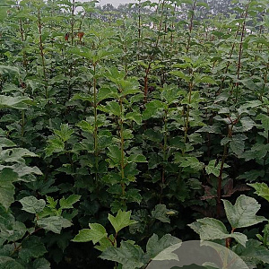 Viburnum opulus 100-125 cm met kluit struik meerstammig