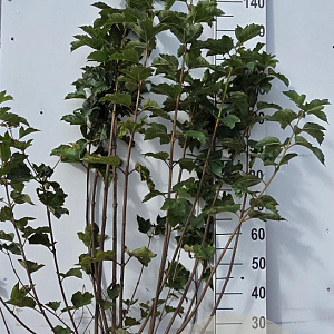 Viburnum opulus 125-150 cm met kluit