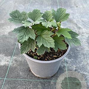 Viburnum opulus 'Roseum' 10-15 cm 2,5L