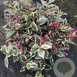 Weigela florida All Summer Monet 30-40 cm 3,0L