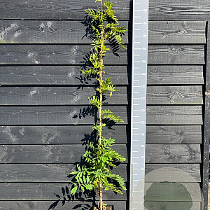 Wisteria flor. 'Alba' 150-175 cm vierkant rond 5,5L