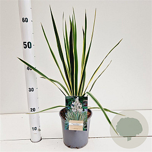 Yucca filamentosa 'Bright Edge' 40-50 cm 7,5L