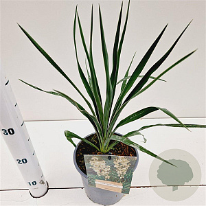 Yucca filamentosa 30-40 cm 2,5L