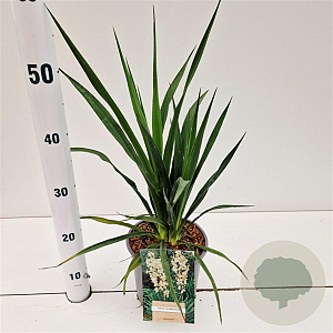 Yucca filamentosa 30-40 cm 2,5L