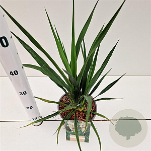 Yucca filamentosa 30-40 cm 2,5L
