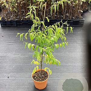 Ziziphus jujuba GM C3
