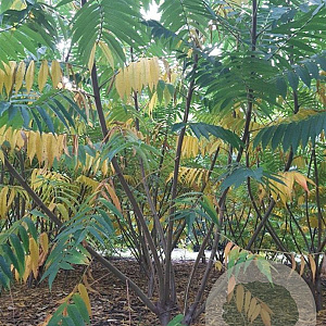 Rhus typhina 250-300 cm draadkluit