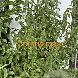 Cornus mas 125-150 cm met kluit