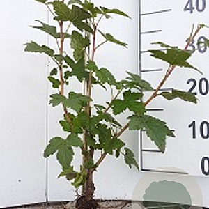 Ribes rubrum 40-60 cm wortelgoed 0/1