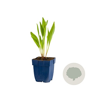 Echinacea paradoxa GM  P11