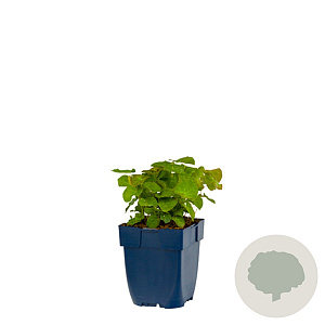 Epimedium perralc. 'Frohnleiten' GM  P11