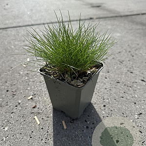 Festuca gautieri GM P9