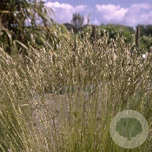 Festuca gautieri GM P9
