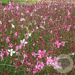 Gaura l. 'Siskiyou Pink' GM P9