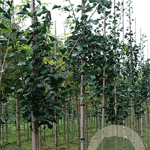 Ginkgo bil. 'Denise' 6-8 HO draadkluit